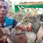 Pembagian Kambing